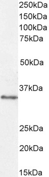 Goat anti-VDAC2 (C Terminus) Antibody