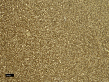 Goat anti-VDAC2 (C Terminus) Antibody