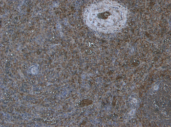 Goat anti-PRDM1 / BLIMP1 Antibody