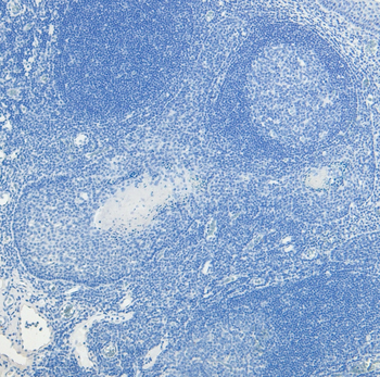 Goat anti-PRDM1 / BLIMP1 Antibody