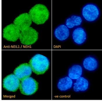 NEIL1/NEH1 Antibody