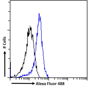 NEIL1/NEH1 Antibody