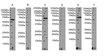 NEIL1/NEH1 Antibody