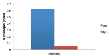 Goat anti-Androgen Receptor Antibody