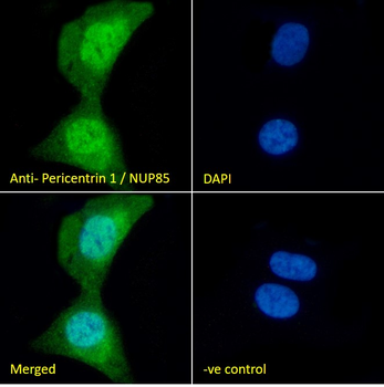 Goat anti-Pericentrin 1 / NUP85 Antibody