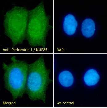 Goat anti-Pericentrin 1 / NUP85 Antibody