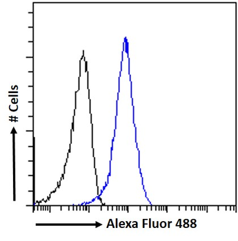 Goat anti-Pericentrin 1 / NUP85 Antibody