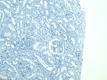 Goat anti-FOXI1 / FKHL10 Antibody