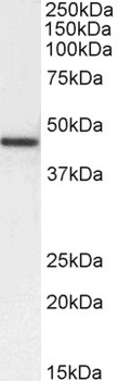 ACTA2 Antibody