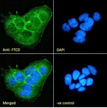 Goat anti-58KGolgi protein(Internal)/FTCD Antibody