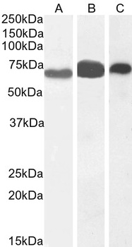 Goat anti-EHD2 Antibody