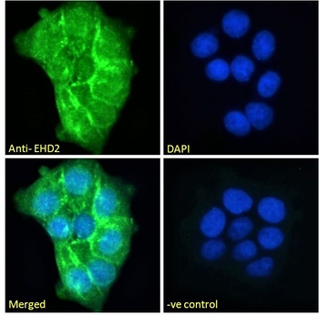 Goat anti-EHD2 Antibody