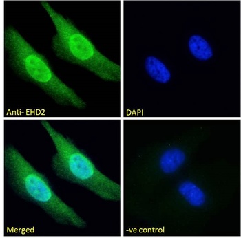 Goat anti-EHD2 Antibody