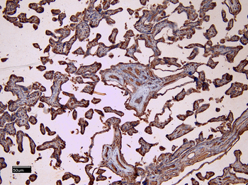 Goat anti-CD32 / FCGR2B Antibody