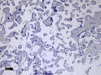 Goat anti-CD32 / FCGR2B Antibody
