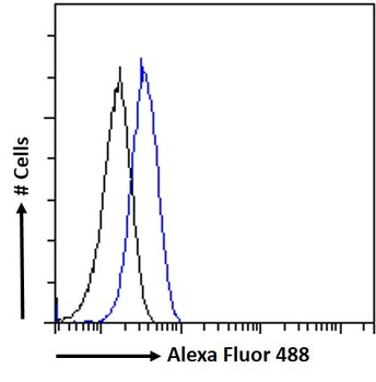 Goat anti-CD32 / FCGR2B Antibody
