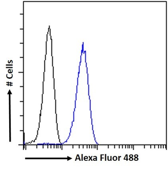 Histamine Receptor H2 Antibody