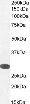 Tafazzin Antibody