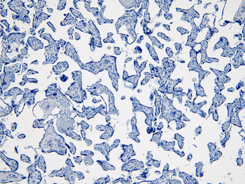 Goat anti-INDO / IDO Antibody