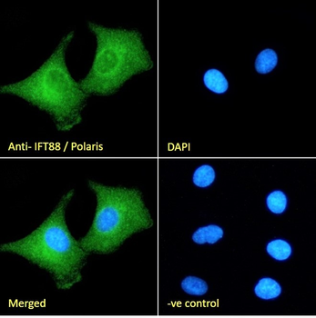 Goat anti-IFT88 / Polaris Antibody