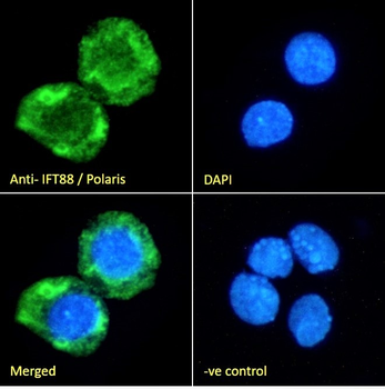 Goat anti-IFT88 / Polaris Antibody