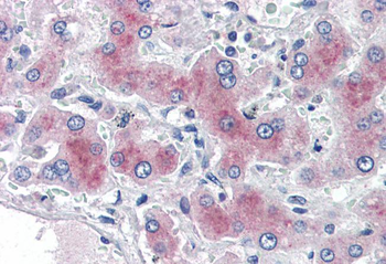 Goat anti-PCK1 / PEPCKC (internal) Antibody