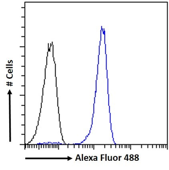Goat anti-AIF1 / IBA1 (isoform 3) Antibody