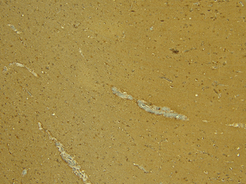 Goat anti-AIF1 / IBA1 (isoform 3) Antibody