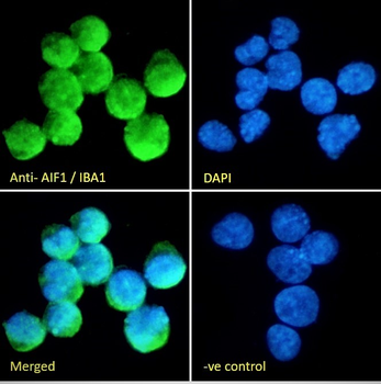Goat anti-AIF1 / IBA1 (isoform 3) Antibody