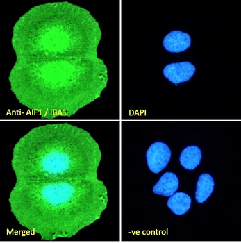 Goat anti-AIF1 / IBA1 (isoform 3) Antibody