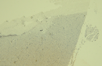 Goat anti-AIF1 / IBA1 (isoform 3) Antibody