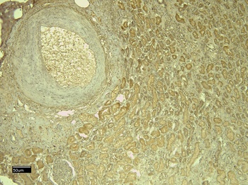 Goat anti-Leptin Receptor Antibody