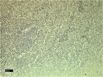 Goat anti-Leptin Receptor Antibody