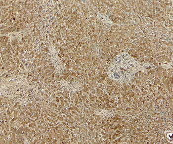Goat anti-GPR94 / TRA1 Antibody