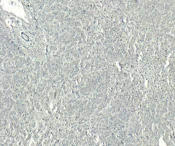 Goat anti-GPR94 / TRA1 Antibody