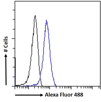 Goat anti-GPR94 / TRA1 Antibody