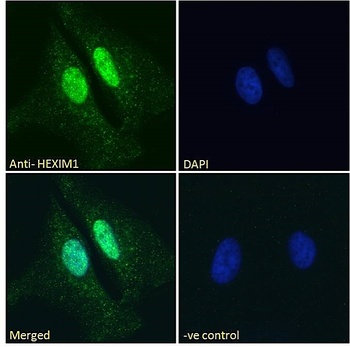 HEXIM1 antibody