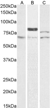 TGM2 Antibody