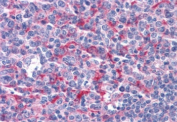 Goat anti-GABPB2 Antibody