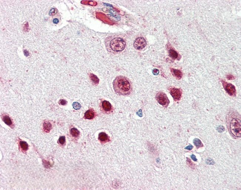 NOVA1 Antibody