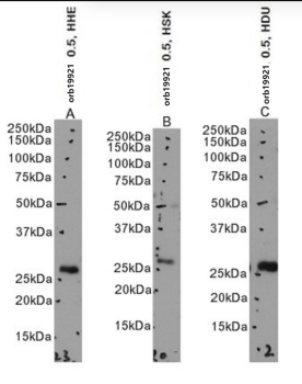 EGLN3 Antibody