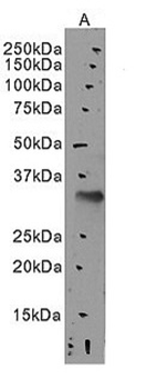 Slc10a2 (mouse) Antibody