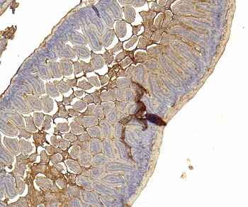 Slc10a2 (mouse) Antibody