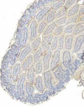 Slc10a2 (mouse) Antibody