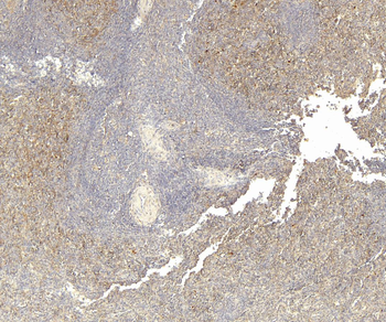 Goat anti-LTF Antibody