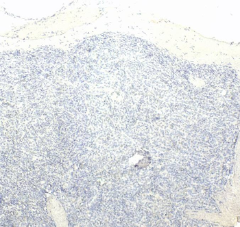 Goat anti-LTF Antibody