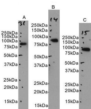 Goat anti-LTF Antibody