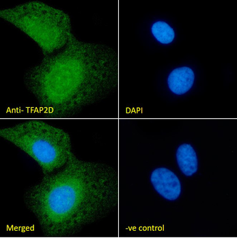 TFAP2D