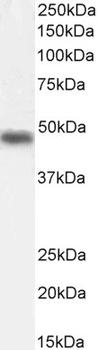TFAP2D