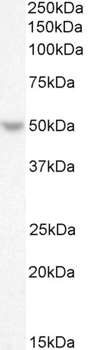 TFAP2D